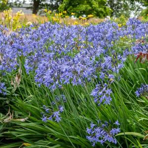 Agapanthe Umbelatum Bleu (x1)